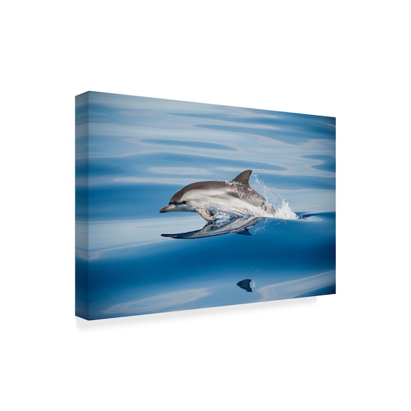 Mirko Ugo 'Striped Dolphin' Canvas Art,16x24